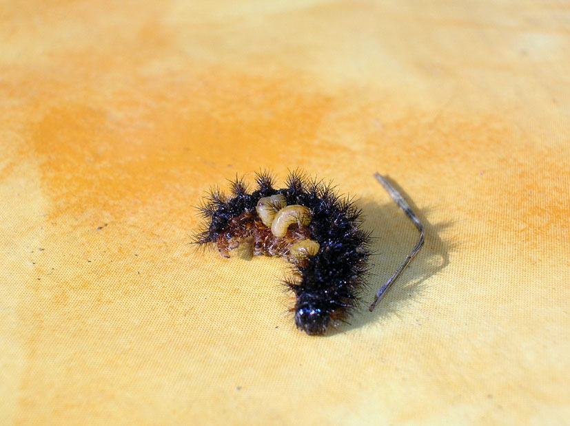 Bruco di Melitaea phoebe parassitato