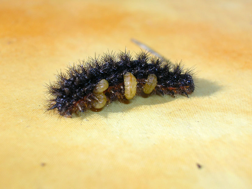 Bruco di Melitaea phoebe parassitato