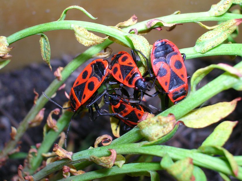 Pyrrhocoris apterus e Orthetrum coerulescens