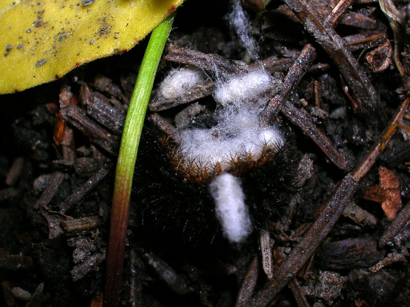 Bruco di Melitaea phoebe parassitato