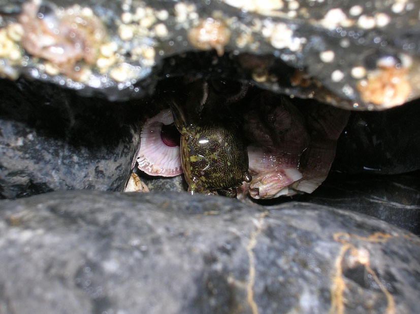 Pachygrapsus marmoratus e Eriphia verrucosa