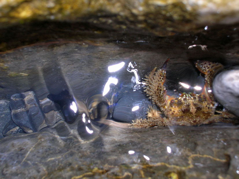 Pachygrapsus marmoratus e Eriphia verrucosa