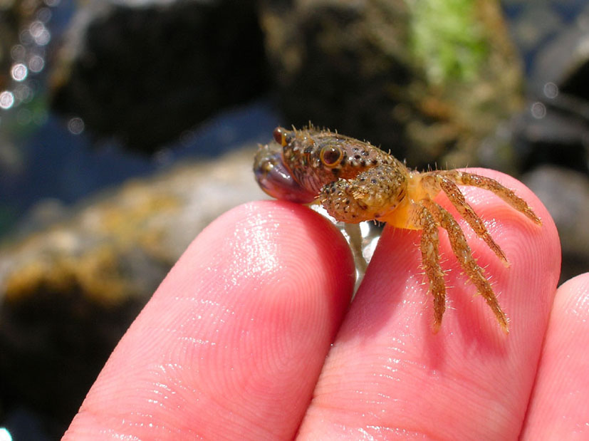 Pachygrapsus marmoratus e Eriphia verrucosa