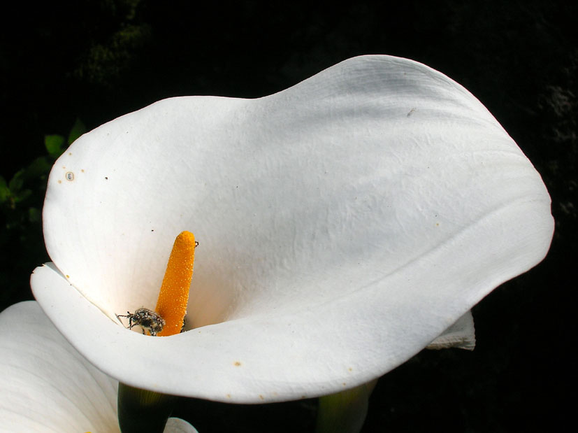 Un fiore per le ragazze del forum ...