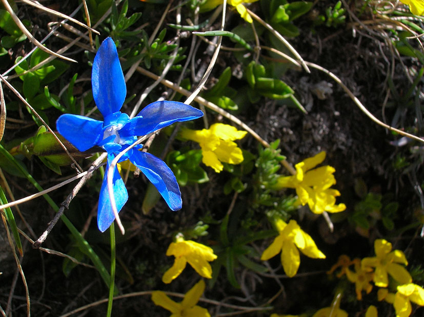 Gentiana verna e Gentiana bavarica