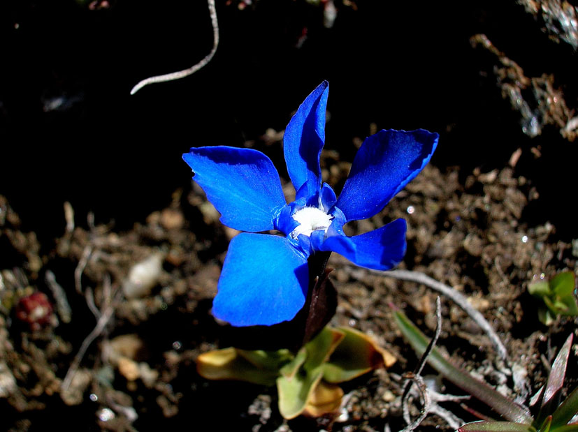 Gentiana verna e Gentiana bavarica