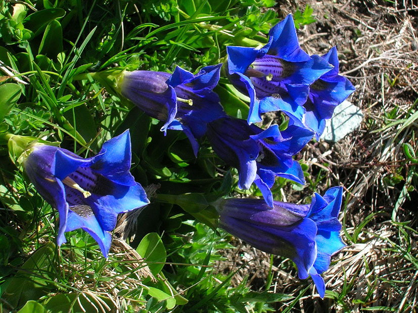 Gentiana acaulis / Genziana di Kock