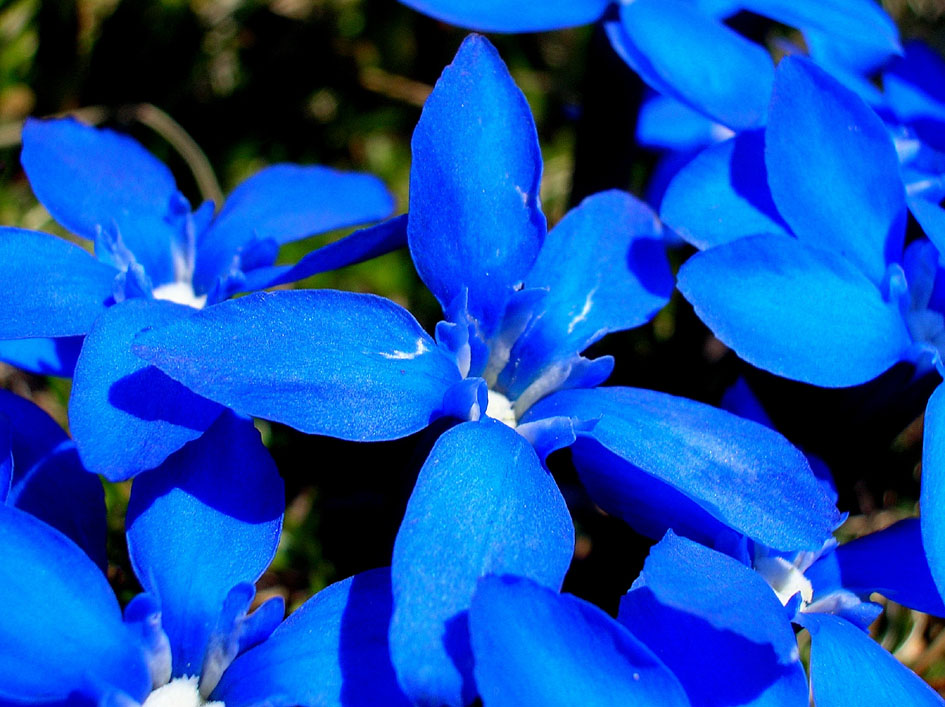 Gentiana verna e Gentiana bavarica