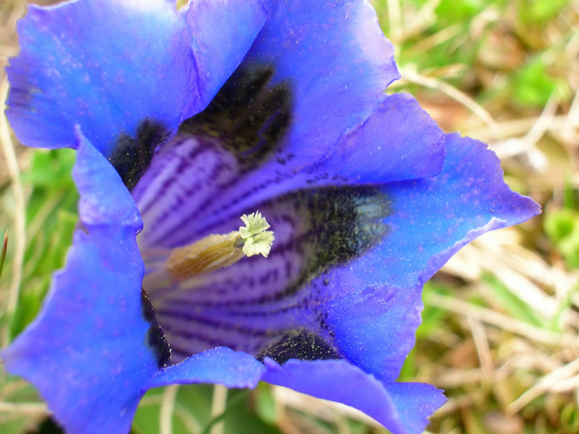 Gentiana acaulis / Genziana di Kock