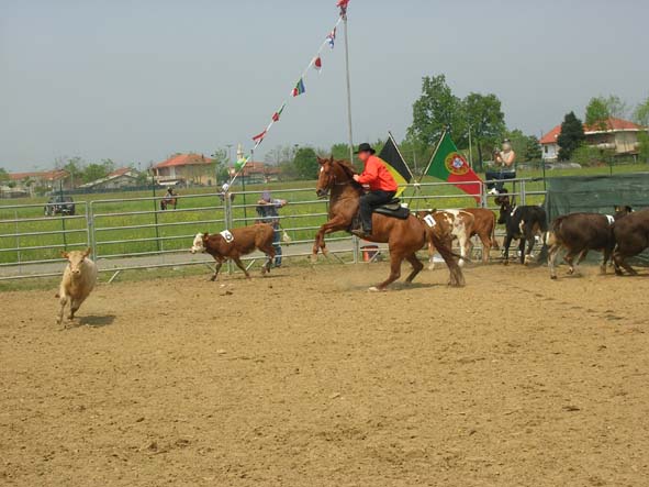 Dopo gatti e cani parliamo del Cavallo?