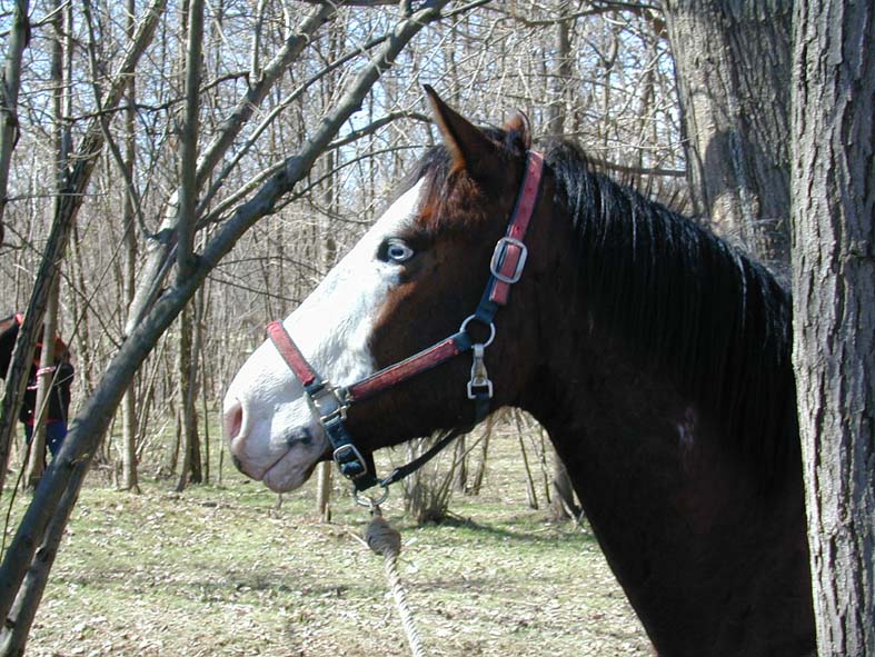 Dopo gatti e cani parliamo del Cavallo?