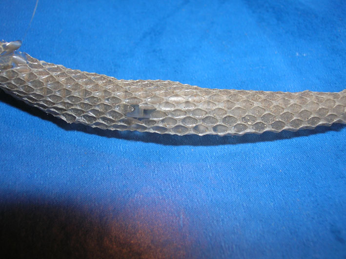 Exuvia di serpente