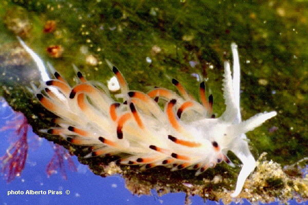 Gasteropodi Opistobranchi e...... Nudibranchi