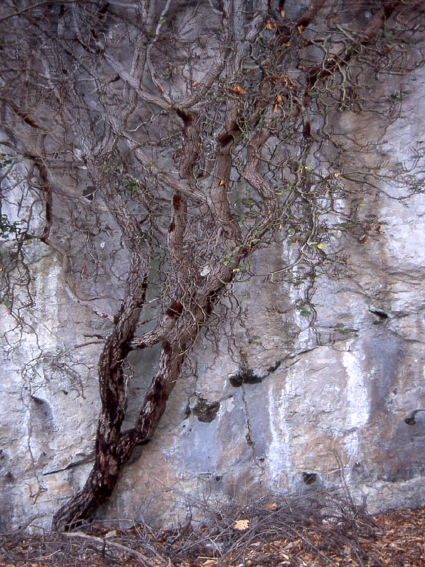 Esplorazione e salita......... al Monte Mezzana