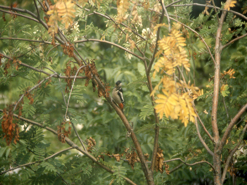 Picchio rosso maggiore - Dendrocopos major