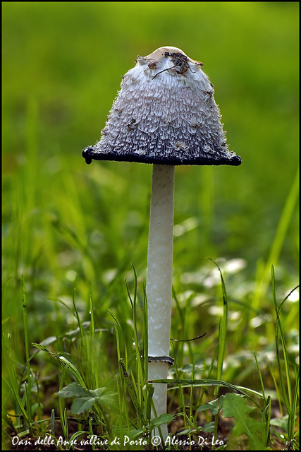 Coprinus comatus