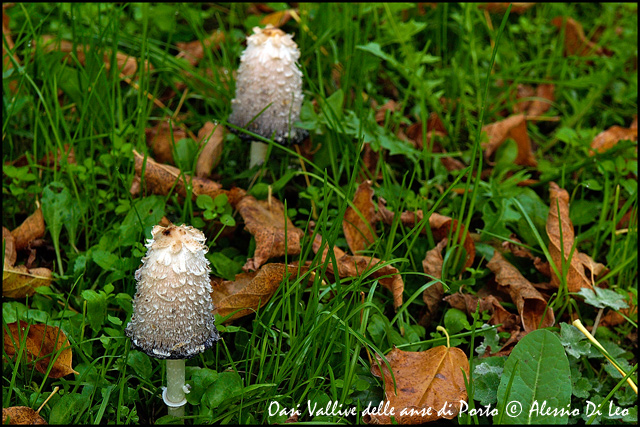 Coprinus comatus