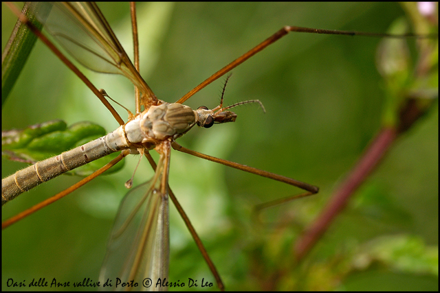 Tipula olorusia