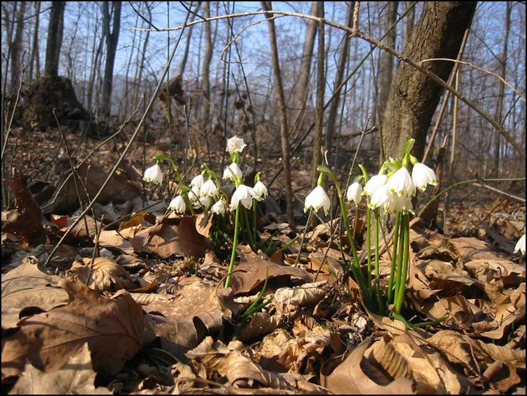 Campanellino di primavera & Campanellino estivo