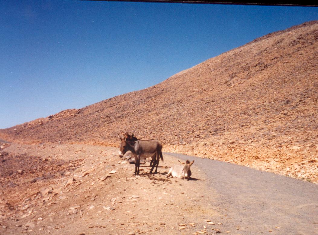 Hoggar (Algeria 1992)