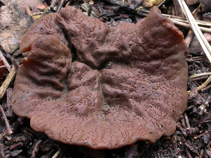 Discina ancilis (Pers.) Sacc. = Discina perlata