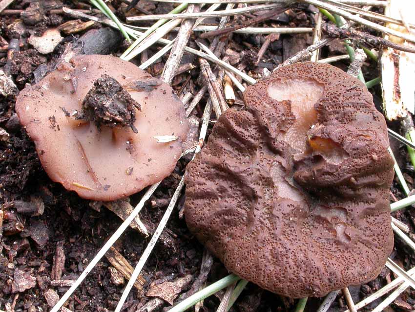 Discina ancilis (Pers.) Sacc. = Discina perlata