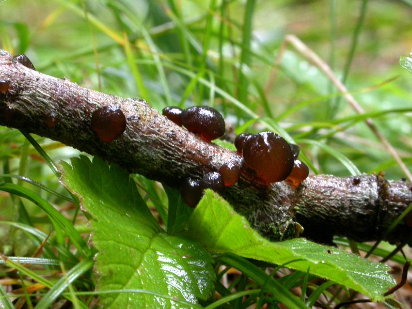 Telephora palmata e primordi di Exidia glandulosa?