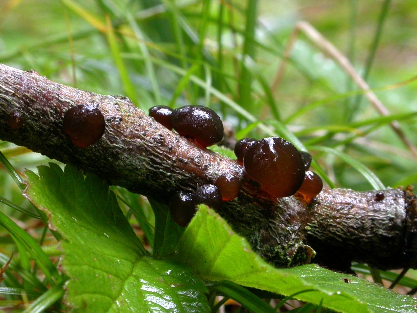 Telephora palmata e primordi di Exidia glandulosa?