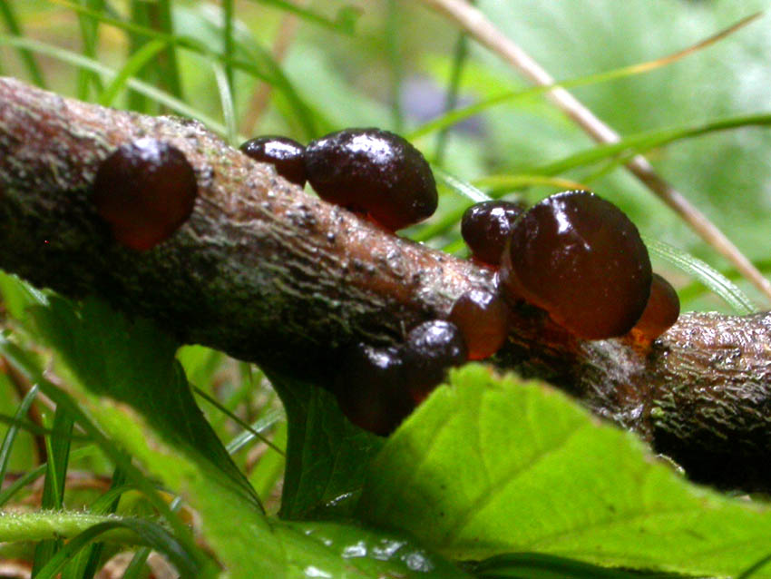 Telephora palmata e primordi di Exidia glandulosa?