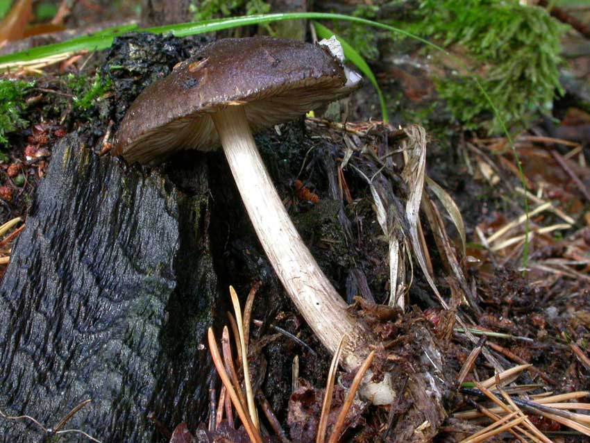 Pluteus atromarginatus (Konrad) Khner  Scheda fotografica