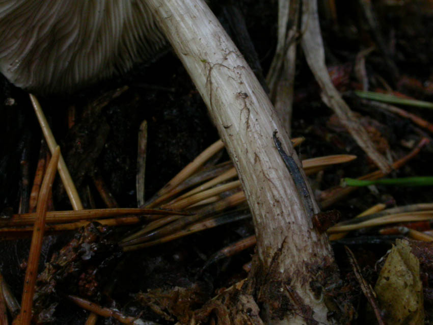 Pluteus atromarginatus (Konrad) Khner  Scheda fotografica