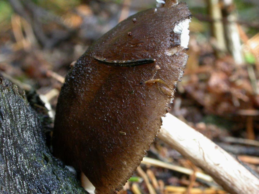 Pluteus atromarginatus (Konrad) Khner  Scheda fotografica