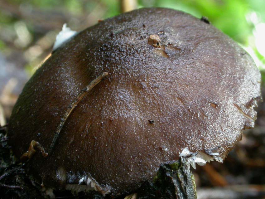 Pluteus atromarginatus (Konrad) Khner  Scheda fotografica