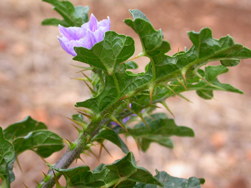 Solanum linnaeanum (=Solanum sodomaeum) / Pomo di Sodoma