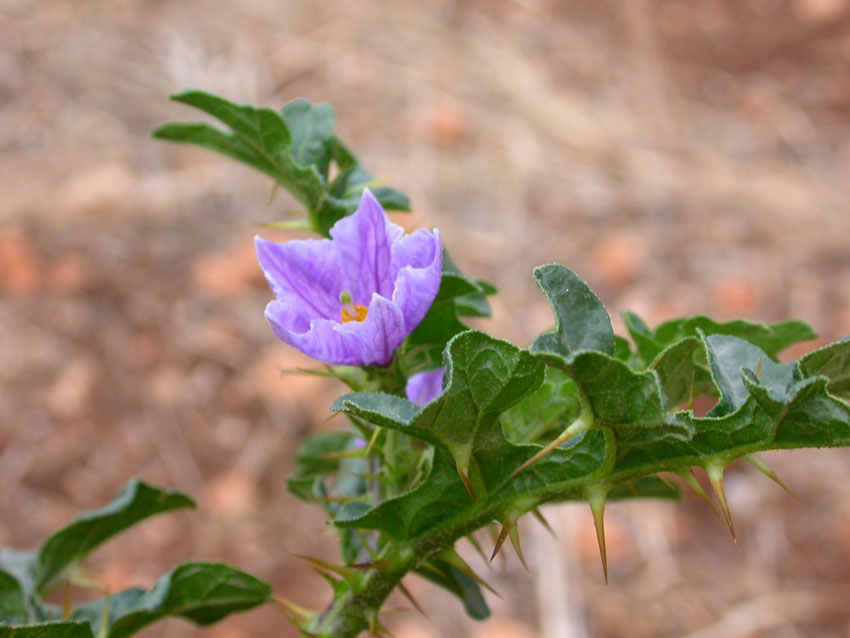 Solanum linnaeanum (=Solanum sodomaeum) / Pomo di Sodoma