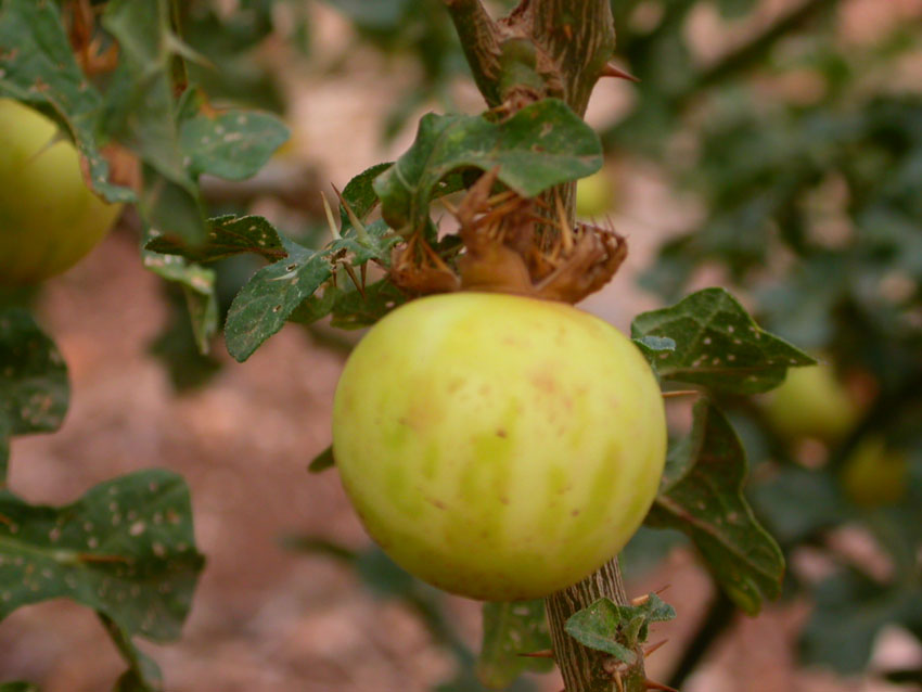 Solanum linnaeanum (=Solanum sodomaeum) / Pomo di Sodoma