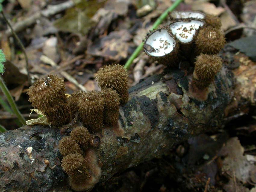 Cyathus striatus