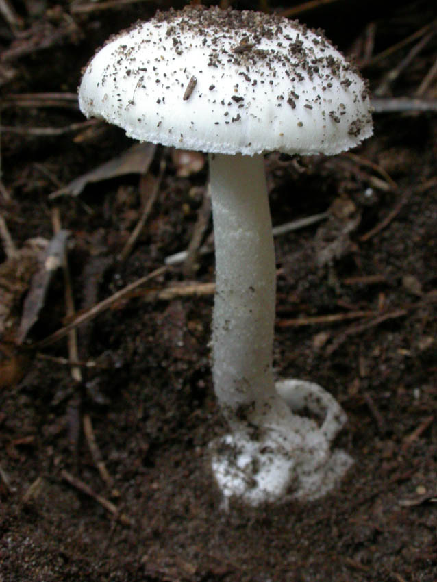 Amanita verna (Bull.: Fr.) Lamark