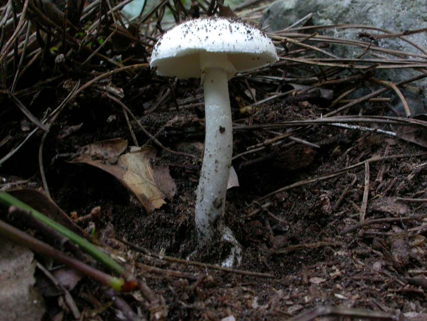 Amanita verna (Bull.: Fr.) Lamark