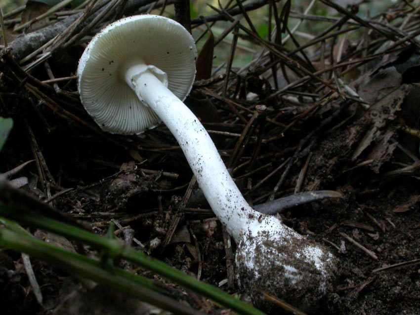 Amanita verna (Bull.: Fr.) Lamark