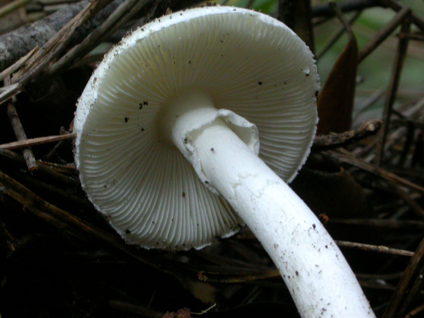 Amanita verna (Bull.: Fr.) Lamark