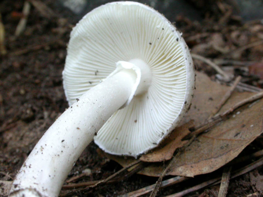 Amanita verna (Bull.: Fr.) Lamark