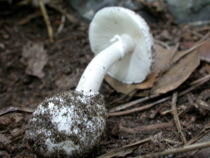 Amanita verna (Bull.: Fr.) Lamark