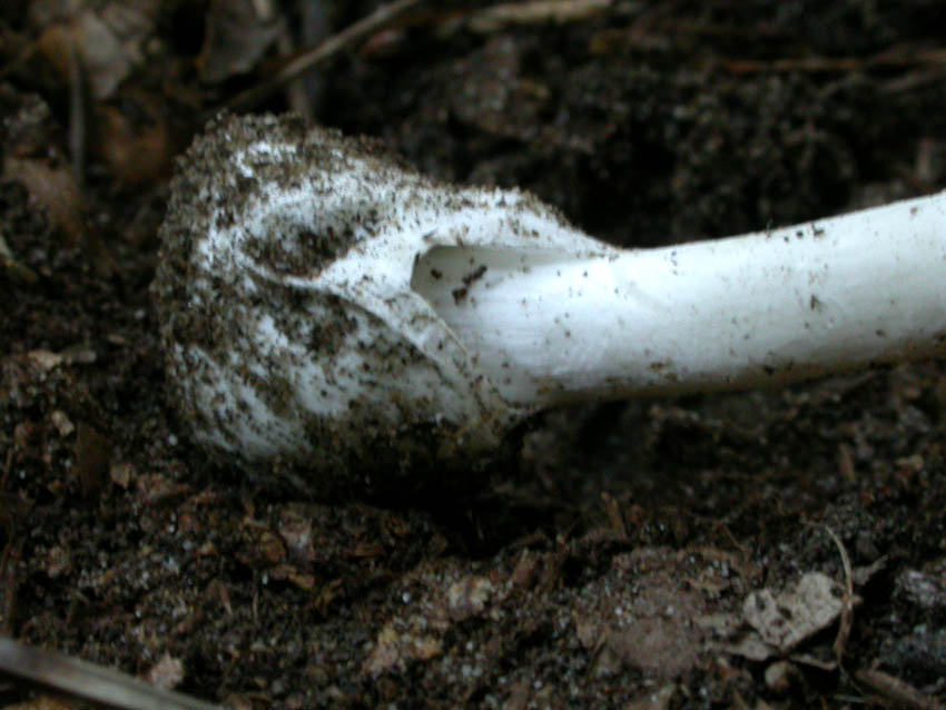 Amanita verna (Bull.: Fr.) Lamark