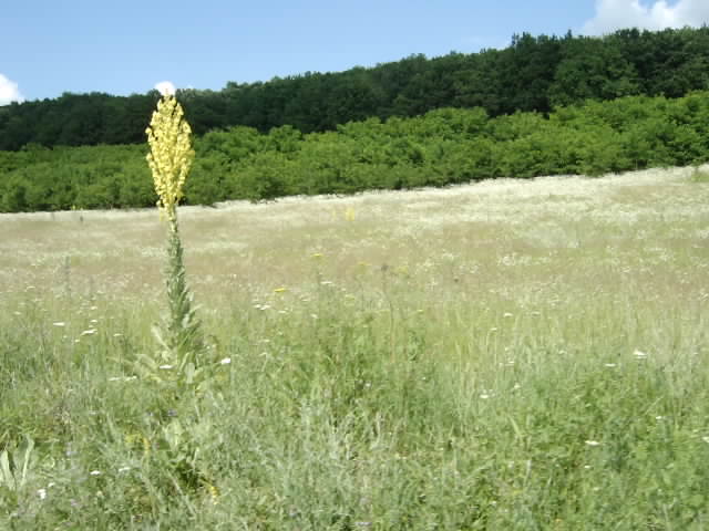 Natura a Romania