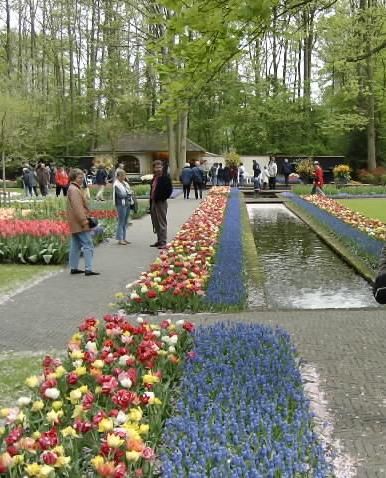 Keukenhoff park  Amsterdam Netherland