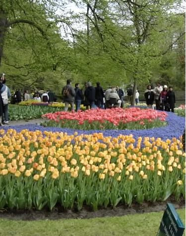 Keukenhoff park  Amsterdam Netherland