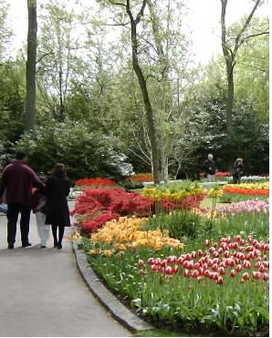 Keukenhoff park  Amsterdam Netherland