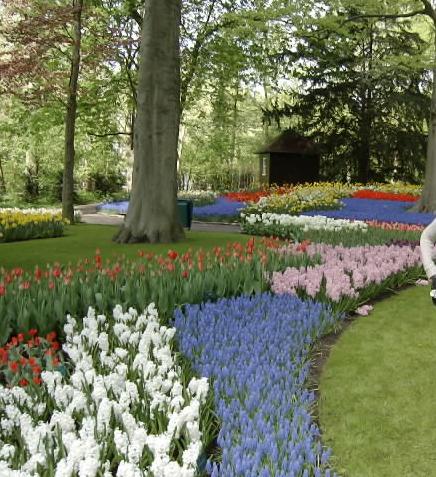 Keukenhoff park  Amsterdam Netherland