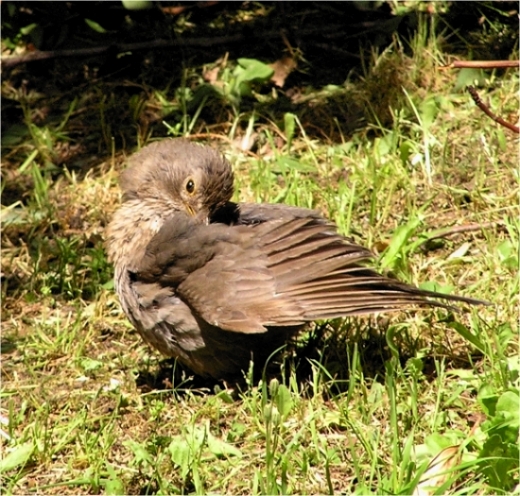 Merlo - Turdus merula. Sunbath e preening